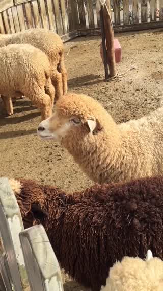 台湾中部のオススメ自然スポット♡清境農場♪