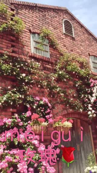 【玫瑰】バラまつりにきました！