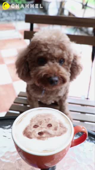 超可愛寵物拉花-紅貴賓篇♪