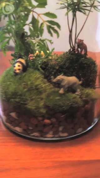 空き瓶を使ったインテリア小物を作ろう！～テラリウムを作る-材料編-～