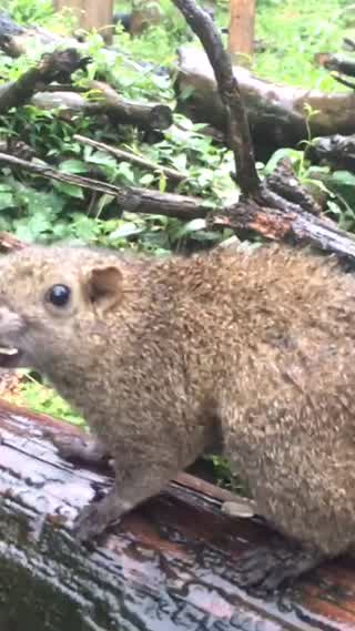 リスがたくさん！リス園へ♡