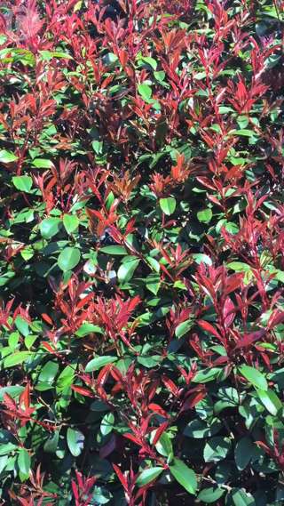 瀬戸あゆみSUPERMAN!!鐘意的夏季搭配