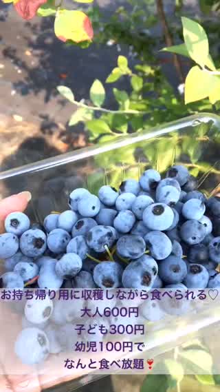 美味しいブルーベリーの選び方^ ^