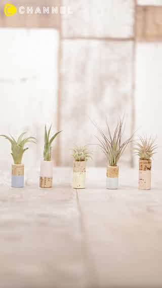 コルクがインテリアに大変身♡小さな緑がかわいい”コルクエアプランツ”