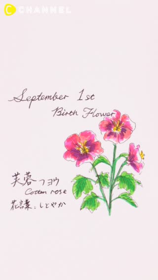 9月1日の誕生花　フヨウ