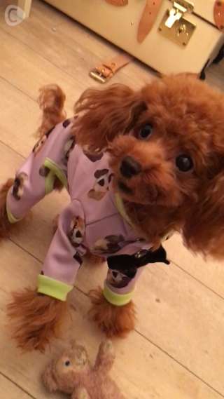 愛犬ぷりむのお洋服！ducieの犬柄ロンパース