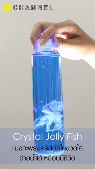 แมงกะพรุนคริสตัลในขวดใส 