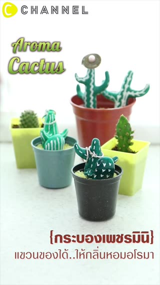 กระบองเพชรมินิ ให้กลิ่นหอมอะโรม่า