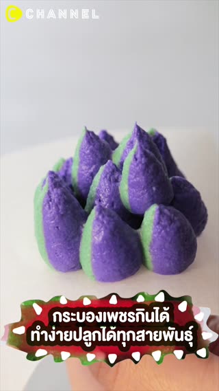 กระบองเพชรกินได้