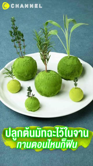 ปลูกต้นมัทฉะไว้ในจาน ทานตอนไหนก็ฟิน