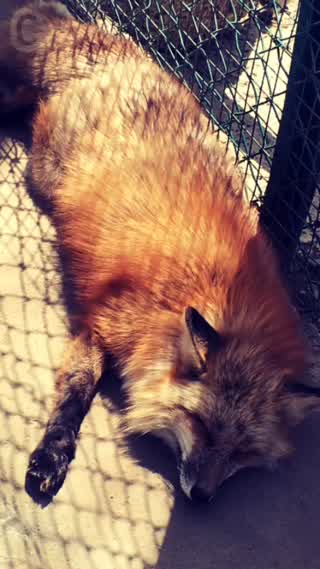 宮城蔵王きつね村！