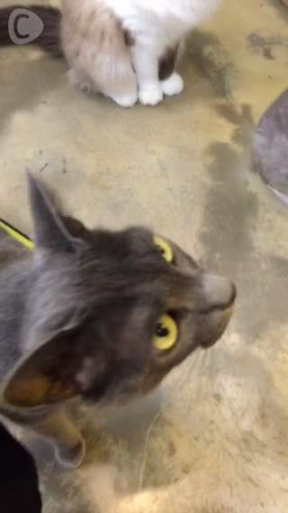 にゃんこ達が可愛すぎる！韓国・明洞で猫カフェ♡