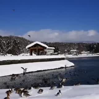 日本福島縣 豬苗代湖