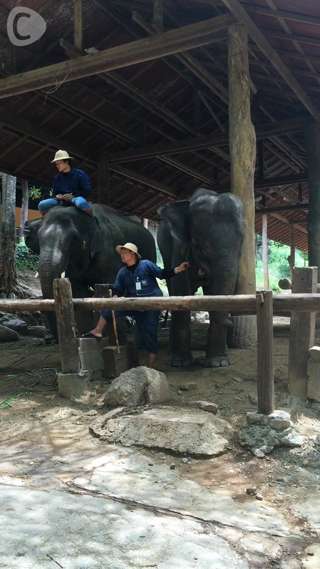 TEMPURA KIDZ ×ゾウさんタイのメーサーエレファントキャンプに興奮♪