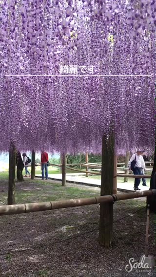 藤を見る楽しみ方♪HOWTO