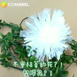 不會枯萎的花？！塑膠花？！