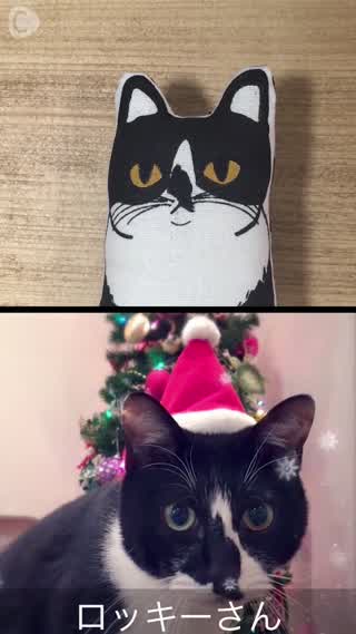 友達の誕生日に 飼いねこそっくりのぬいぐるみを贈りました！