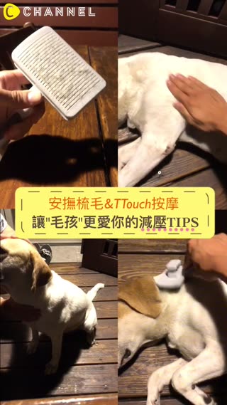 親近毛孩感情黏踢踢！必學寵物按摩術