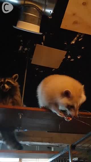 [Korea] Afternoon with fluffy raccoons