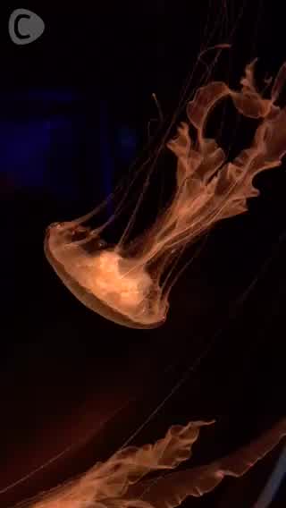 SEALIFE Ocean World :)