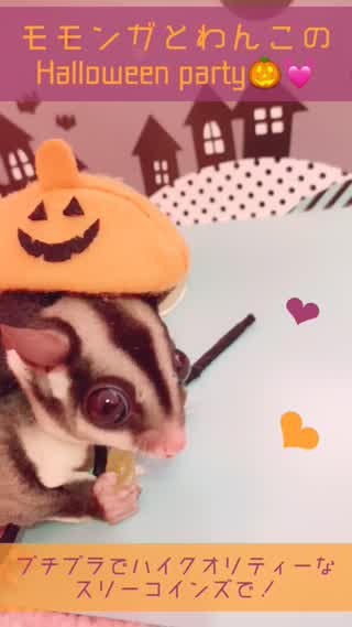 ペットだってhappyHalloween