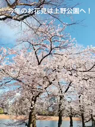 みんなはお花見どこへ行った？私のおすすめは上野公園の不忍池です！