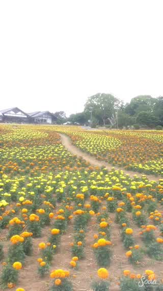一緒に花を見に行きましょう！&マリーゴールド